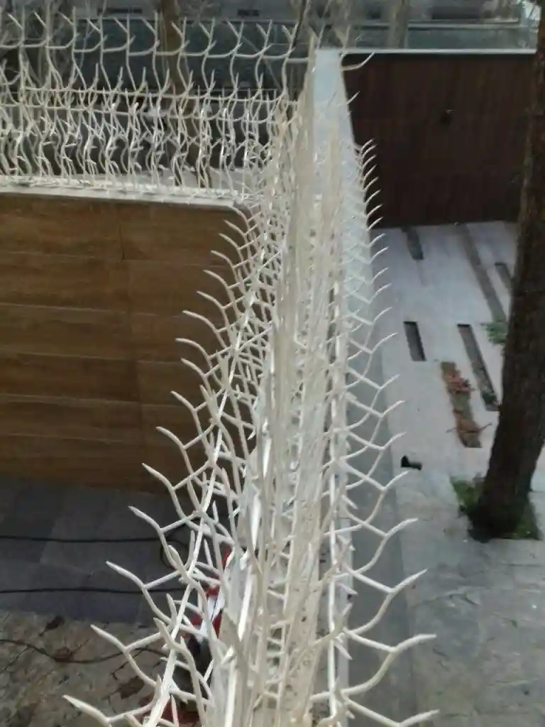 حفاظ شاخ گوزنی چیست حفاظ شاخ گوزنی چیست