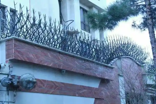 ویژگی های حفاظ شاخ گوزنی ویژگی های حفاظ شاخ گوزنی