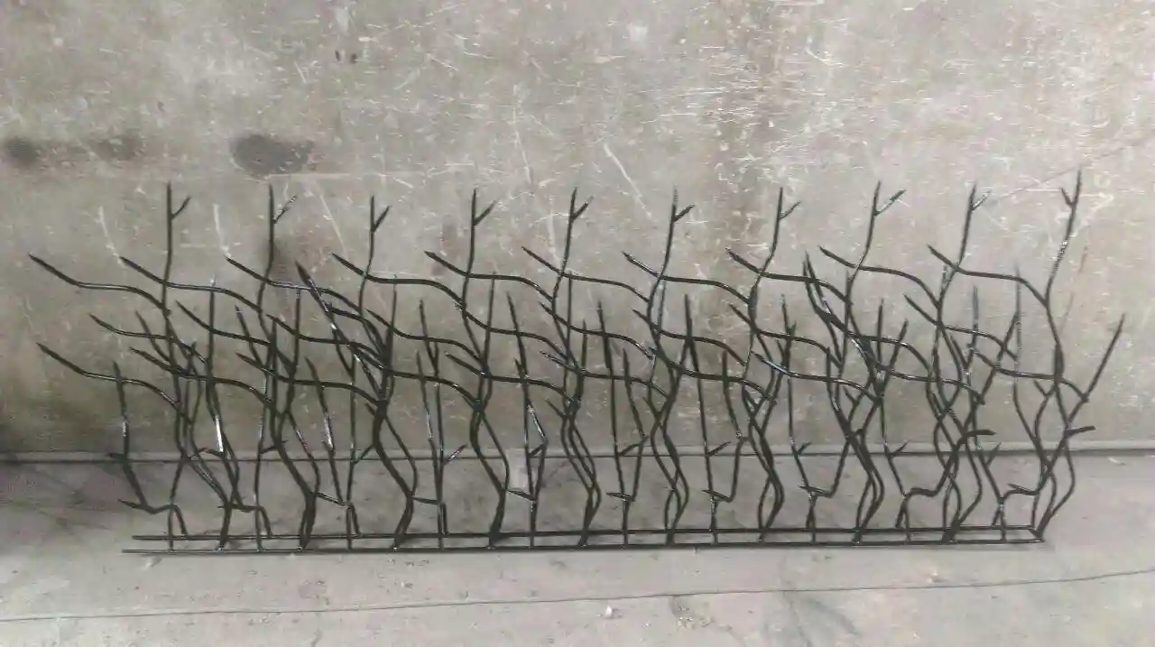 حفاظ بوته ای و شاخ گوزنی حفاظ بوته ای و شاخ گوزنی