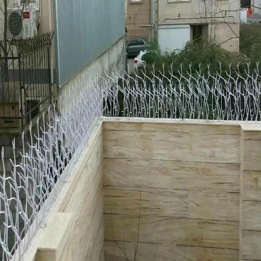 تراکم شاخ گوزنی دیوار