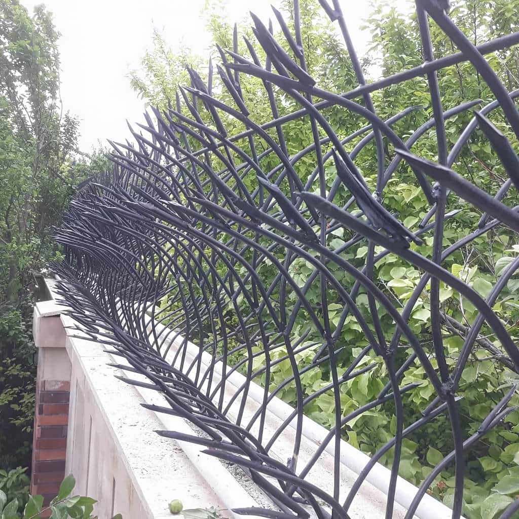 خرید حفاظ غنچه ای