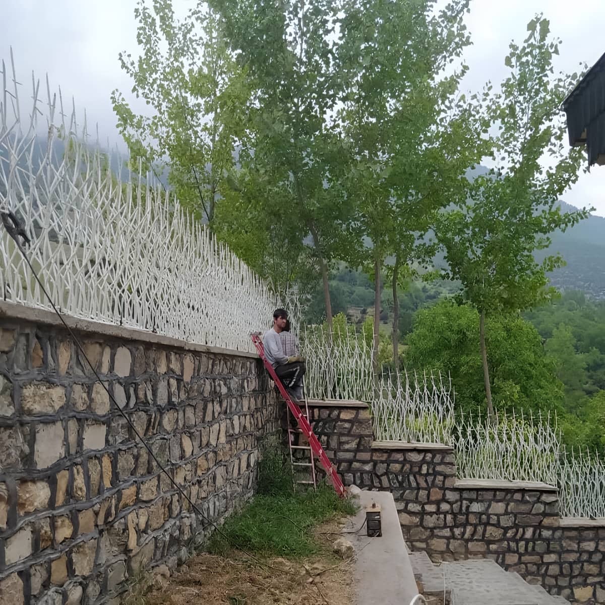 حفاظ شاخ گوزنی در سیرجان