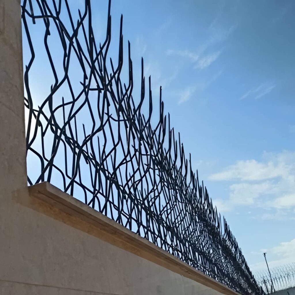 حفاظ شاخ گوزنی در بندر چابهار