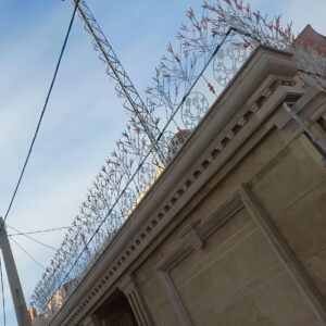 حفاظ شاخ گوزنی در اصفهان