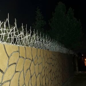 حفاظ شاخ گوزنی در بندر دیلم