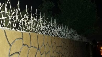 حفاظ شاخ گوزنی در بندر دیلم