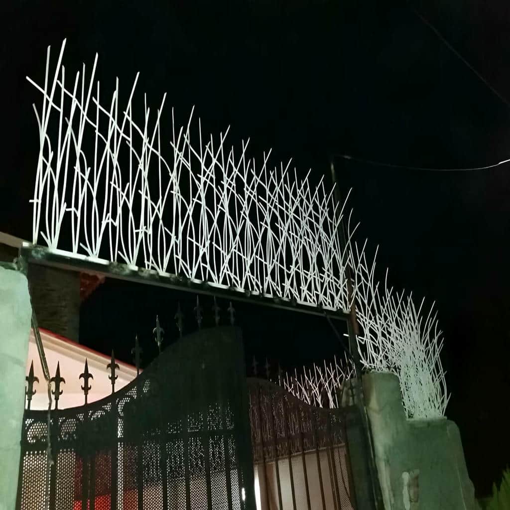 حفاظ شاخ گوزنی در آبسرد
