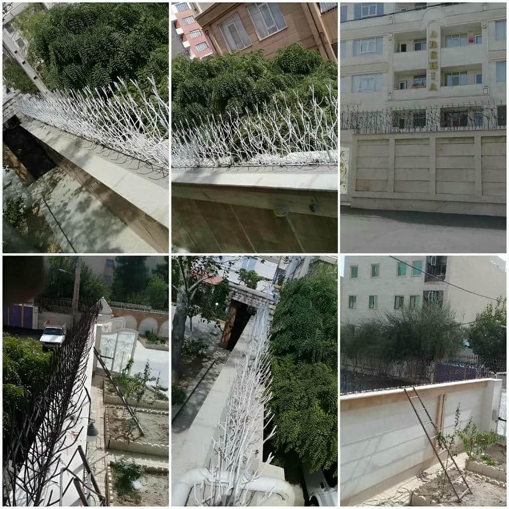 حفاظ شاخ گوزنی در شهرکرد