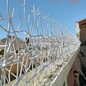 حفاظ شاخ گوزنی در بجنورد