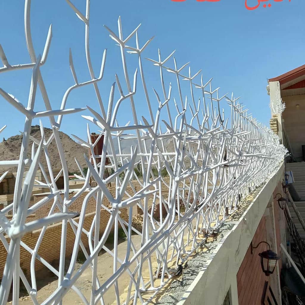 حفاظ شاخ گوزنی در بجنورد