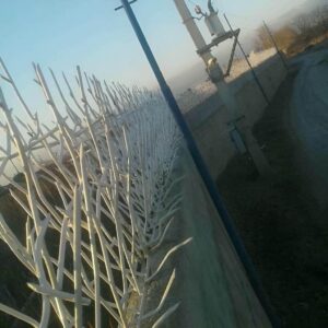 حفاظ شاخ گوزنی در تبریز