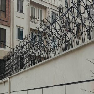 حفاظ شاخ گوزنی در گرگان