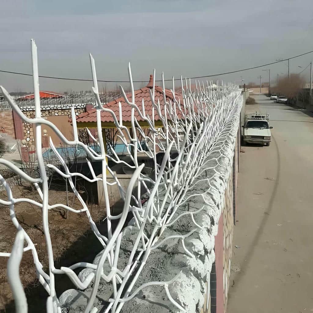 حفاظ شاخ گوزنی در بیرجند
