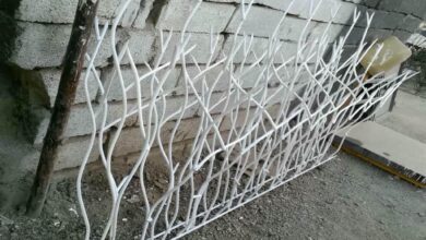 حفاظ شاخ گوزنی در گنبدکاووس