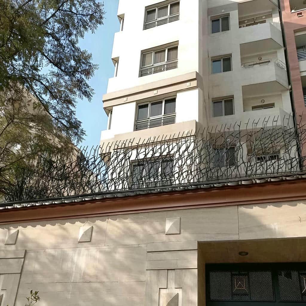 حفاظ شاخ گوزنی در کرمان