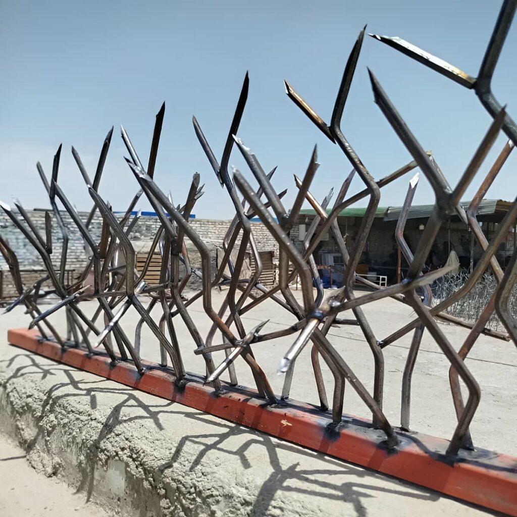 حفاظ شاخ گوزنی در ساری