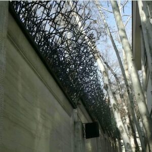 حفاظ شاخ گوزنی در اهواز