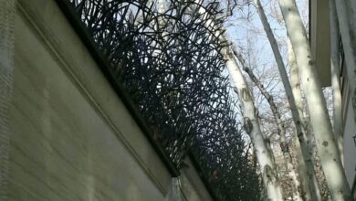 حفاظ شاخ گوزنی در اهواز
