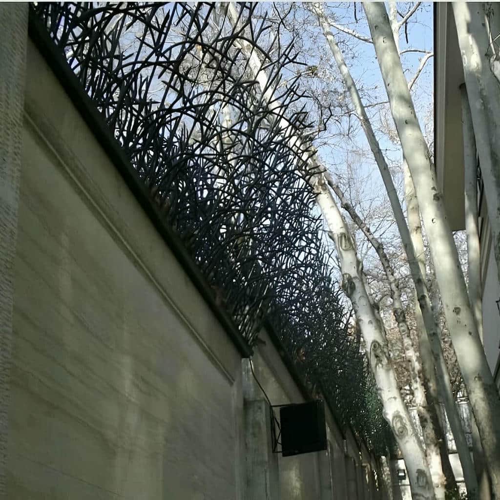 حفاظ شاخ گوزنی در اهواز