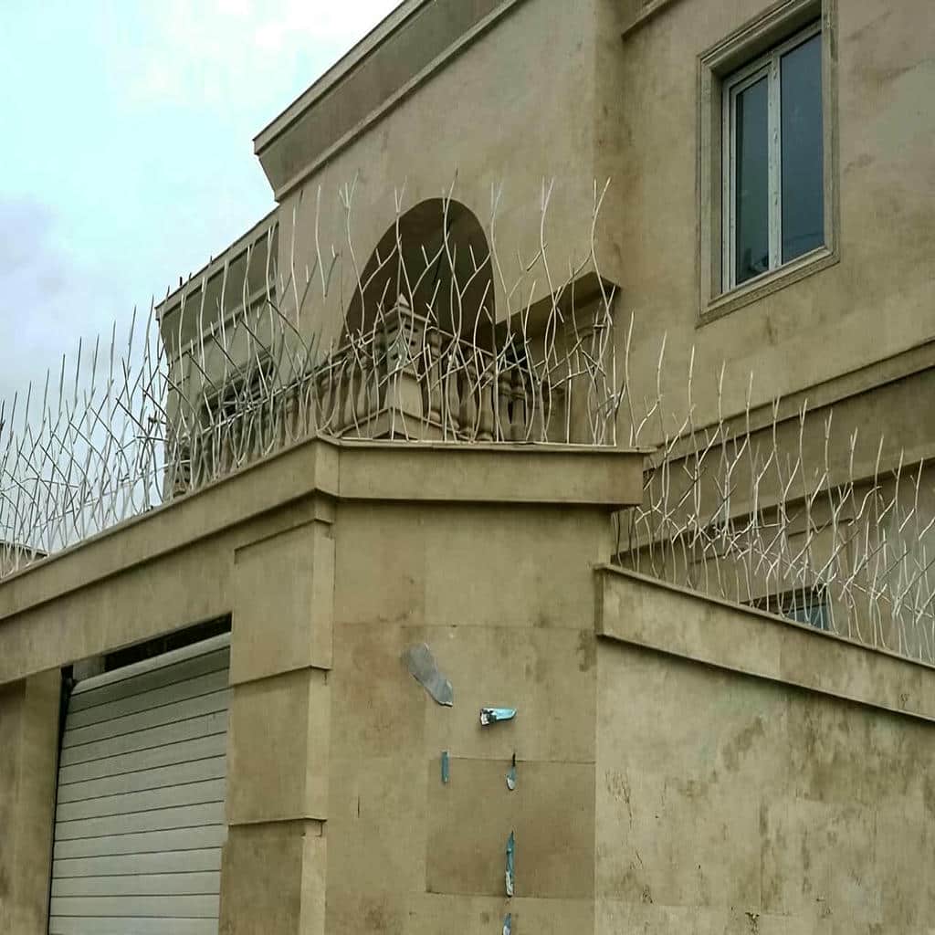 خرید حفاظ شاخ گوزنی تراکم ساحلی در بندر دیلم
