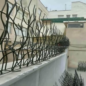 حفاظ شاخ گوزنی در رشت