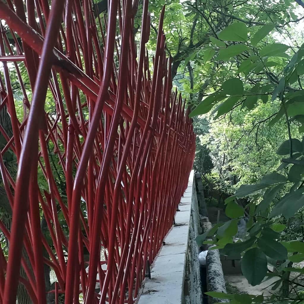حفاظ شاخ گوزنی در استان خوزستان