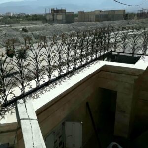 حفاظ شاخ گوزنی در بومهن