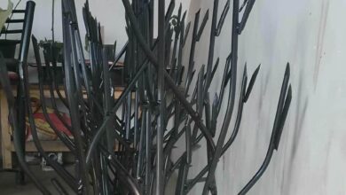 حفاظ شاخ گوزنی در فردیس کرج