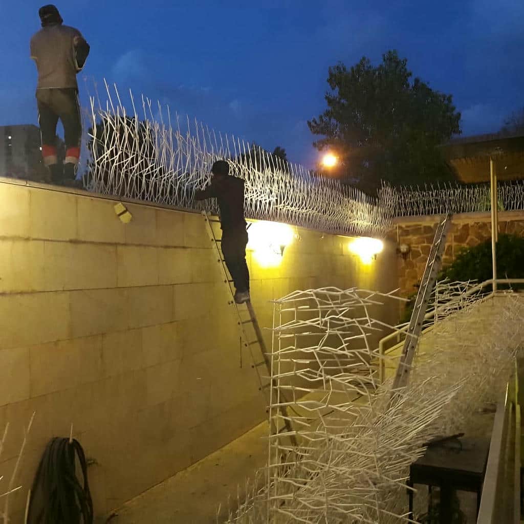 حفاظ شاخ گوزنی در استان مازندران