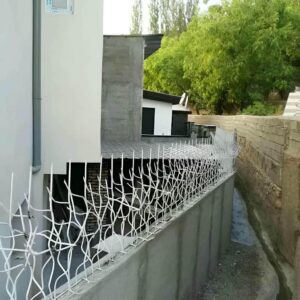 حفاظ شاخ گوزنی در سقز