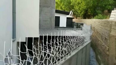 حفاظ شاخ گوزنی در سقز