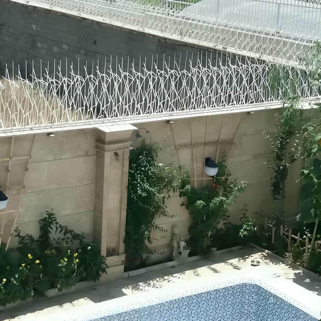 حفاظ شاخ گوزنی در کردان