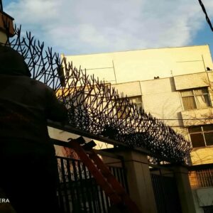 حفاظ شاخ گوزنی در ایلام