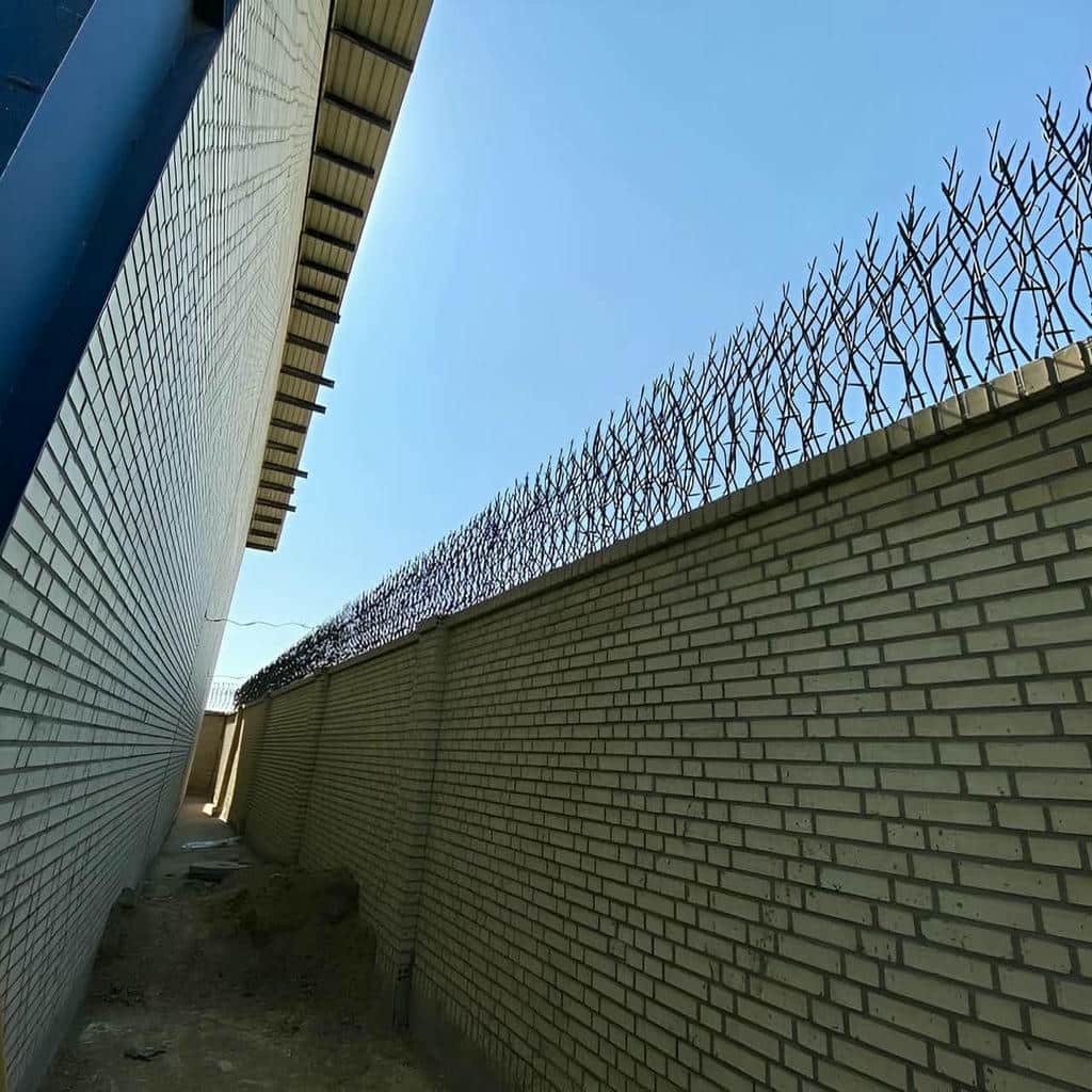 حفاظ شاخ گوزنی در قائمشهر