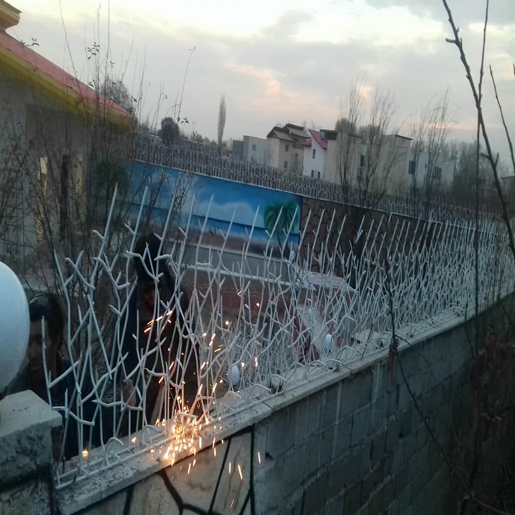 حفاظ شاخ گوزنی با ارتفاع متناسب دیوار