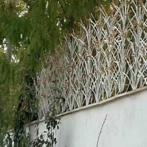 13 مدل حفاظ لیلیوم دیوار لوکس ویلا